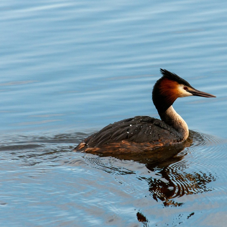 Ornitologická vycházka na Novomlýnské nádrže