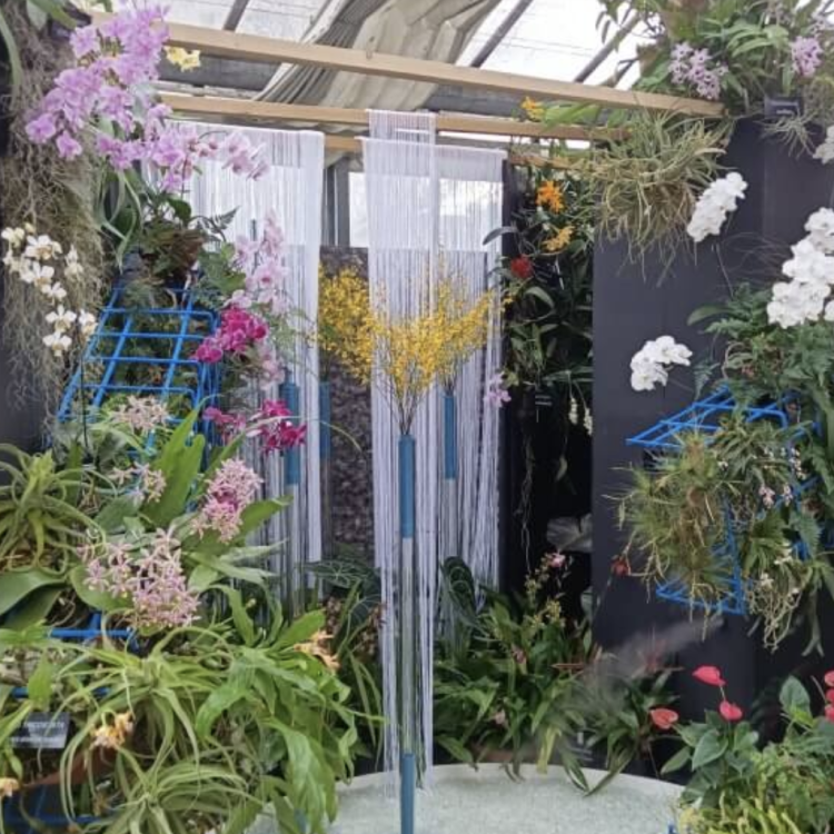 Výstava Orchideje a motýli