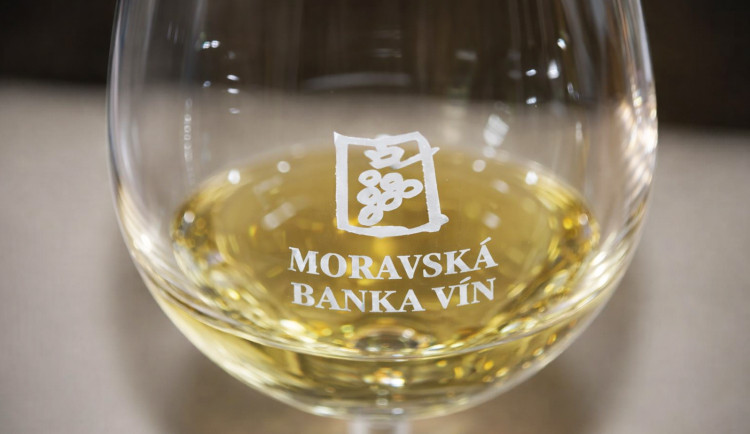 Brno – řízená degustace vín – Vinařství Nepraš & Co., Pavlov