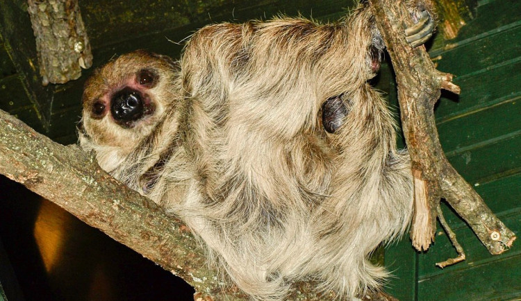 Do zoo na klokany a opicééé 