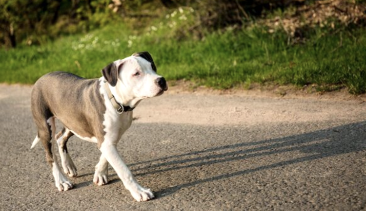 Zápisník starého muže: Pes a nehoda