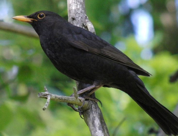 Jaký pěvec je na obrázku?