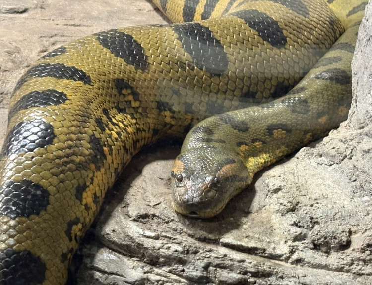 Jde o nejtěžšího hada na světě. Není jedovatý, zabíjí udušením ve smyčkách svého těla. Pochutná si na kajmanovi i dospělé kapybaře. Je to ........ 