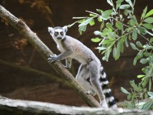 Brněnská zoo se chystá na příjezd tlupy lemurů