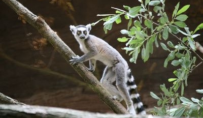 lemur-kata