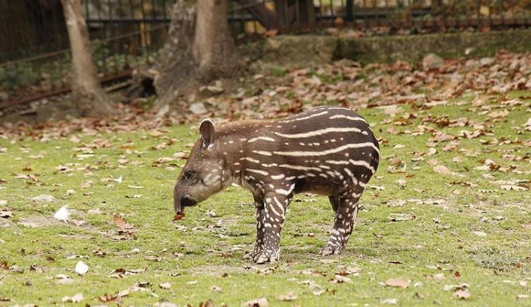 Mládě tapíra dostane v brněnské zoo jméno Celestýna
