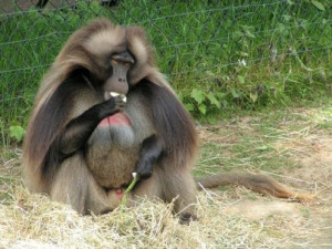 Opičák Asrak se po rvačce s dvěma paviány vrací do výběhu