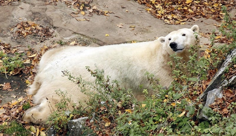 Samice ledního medvěda Cora