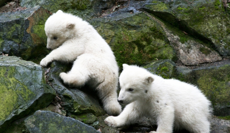 Lední medvíďata Tom a Bill