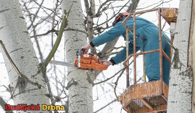 Město odstranilo u výstaviště další stromy