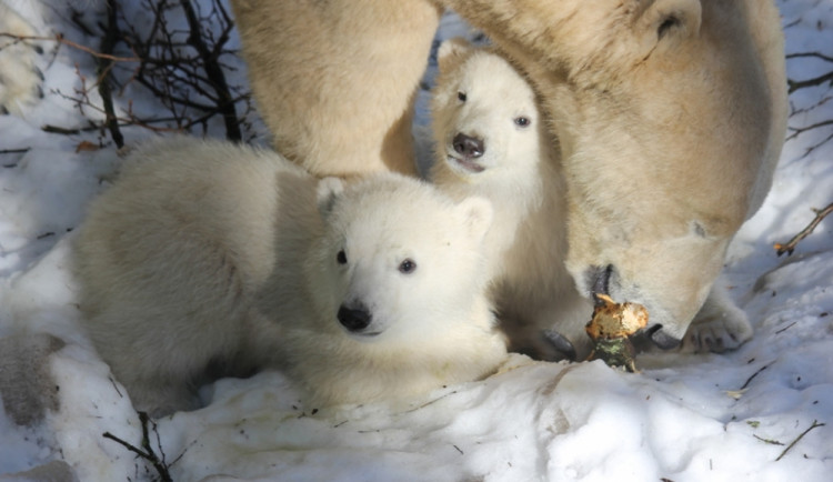 Lední medvíďata z brněnské zoo