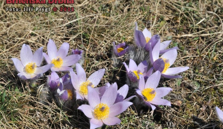 Koniklec velkokvětý