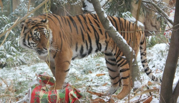 Foto: Brněnská ZOO