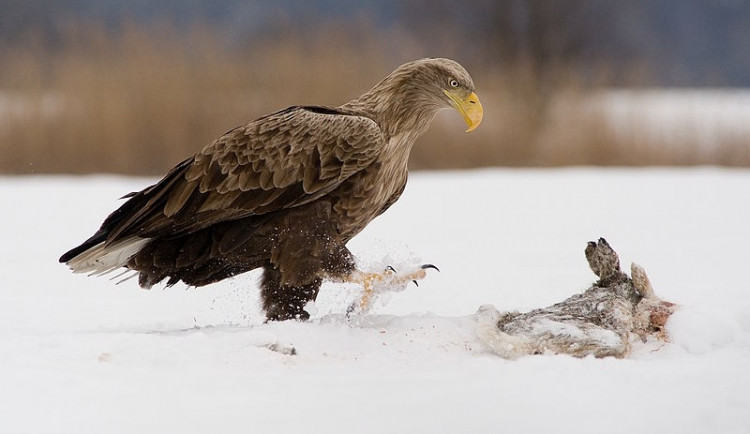 Orel mořský. Foto: Wikipedia.org