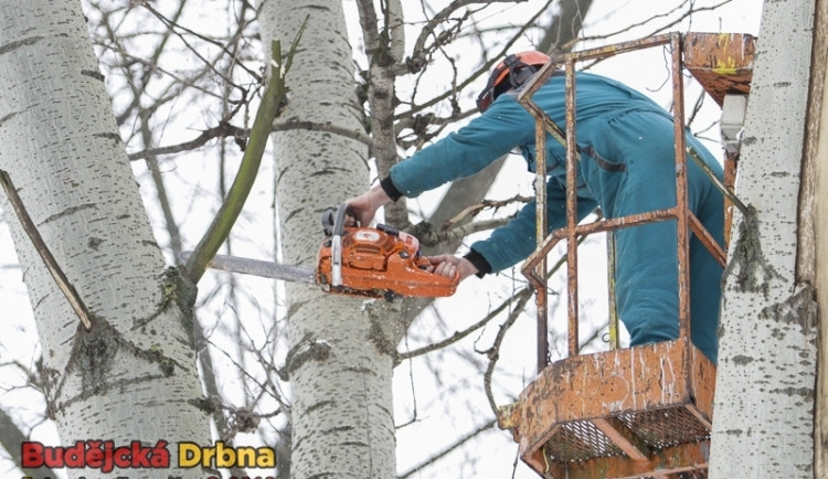 Od pondělí můžete na svém pozemku kácet bez povolení