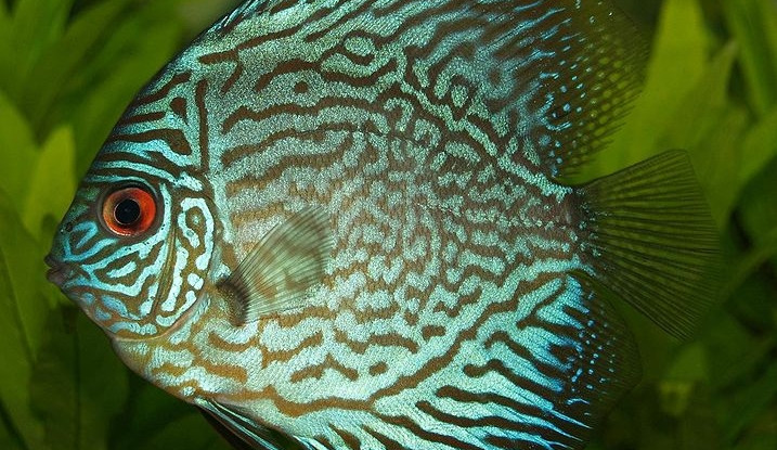 Symphysodon discus, foto: wikipedia.org