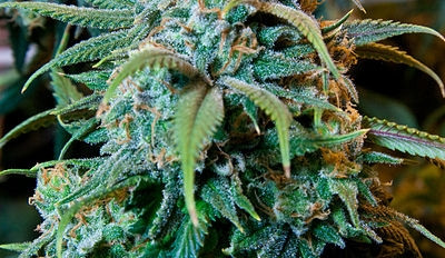 Ilustrační foto, foto: Wikipedia.org