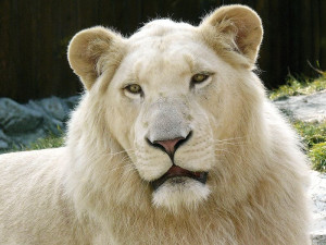 Hodonínská zoo získala bílého lva z Jihoafrické republiky