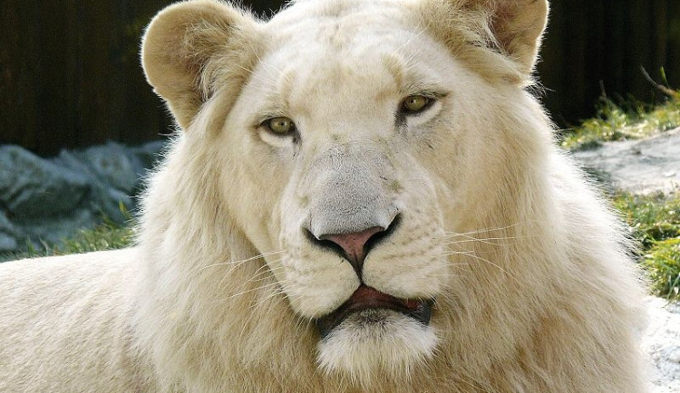 Bílý lev, foto: Wikipedia.org
