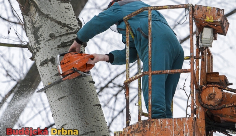 Kácení vzrostlých smrků na Vltavě prý bylo nutné