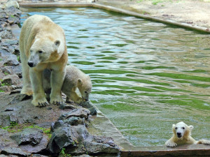 Šedesátiletá brněnská zoo se stále rozrůstá a láká medvíďaty
