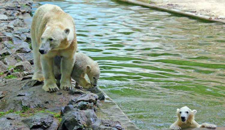 Brněnská zoo, foto: Zoo Brno