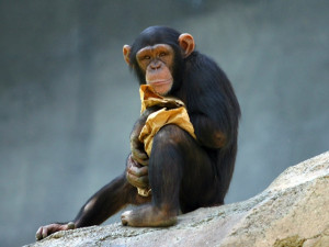 Videoprojekce učí šimpanze Sherleyho, jak získat přízeň partnerek