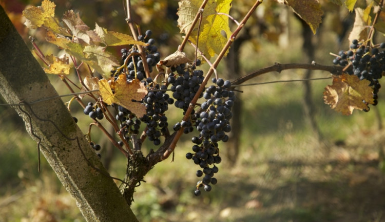 V sobotu na tradiční putování slováckými vinohrady