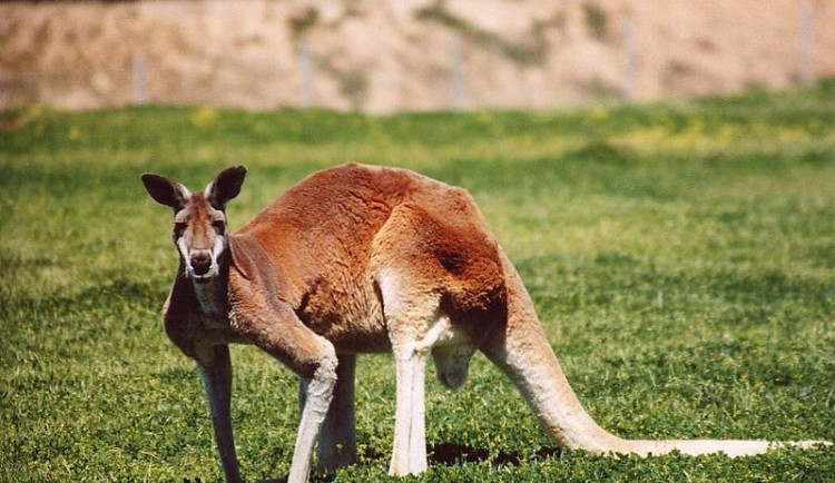 Klokan, ilustrační foto, foto: Wikipedia.org