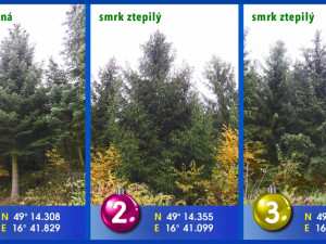 Stromy, ze kterých můžete vybírat, foto: TIC Brno