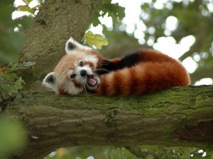 Panda červená, foto: Wikipedia.org