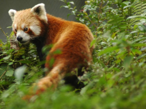 Panda červená, foto: Wikipedia.org