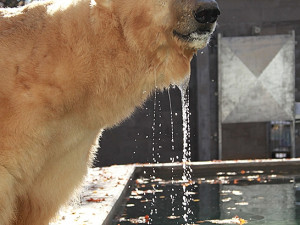 Lední medvědi dostali nový bazén. Brněnská zoo přestaví i další expozice