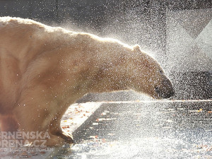 Nový bazén pro lední medvědy v brněnské zoo, foto: Brněnská Drbna