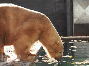 Nový bazén pro lední medvědy v brněnské zoo, foto: Brněnská Drbna