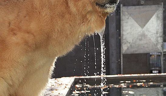 Nový bazén pro lední medvědy v brněnské zoo, foto: Brněnská Drbna