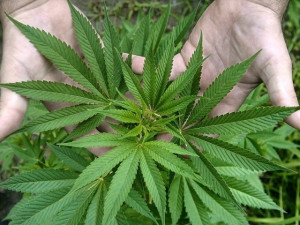 Policie zabavila v growshopech na jihu Moravy 7 kilogramů drogy