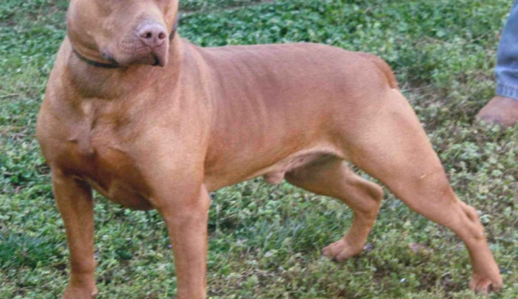 Pitbulteriér, ilustrační foto, zdroj: Animalpictures.com