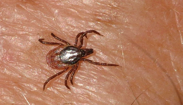 Klíště, ilustrační foto, wikipedia.org