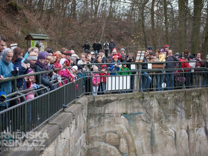 Medvíďatům přišla popřát spousta brňanů, foto: Brněnská Drbna