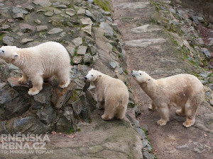 Medvědí rodinka, foto: Brněnská Drbna