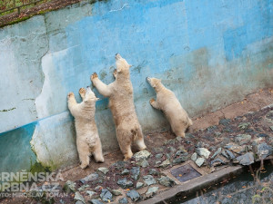 Medvědí rodinka, foto: Brněnská Drbna
