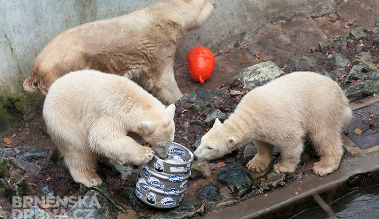 Dárek od HC Kometa Brno - soudek na hraní, foto: Brněnská Drbna, Miroslav Toman