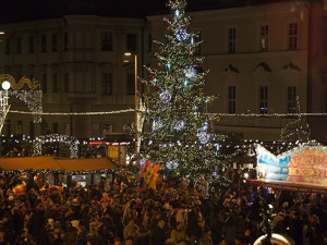 Jedle, která vyhrála v hlasování Brňanů je skutečnou ozdobou města, foto: Brněnská Drbna