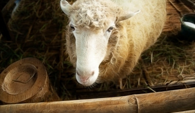 Ilustrační foto, foto: Free Digital Photos