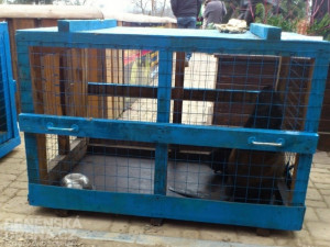 Stěhování lachtanů, foto: Brněnská Drbna, David Zouhar