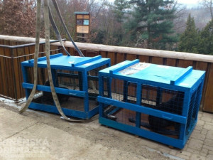 Stěhování lachtanů, foto: Brněnská Drbna, David Zouhar