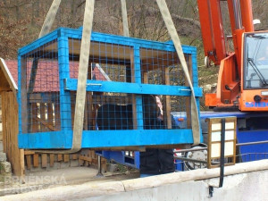 Stěhování lachtanů, foto: Brněnská Drbna, David Zouhar