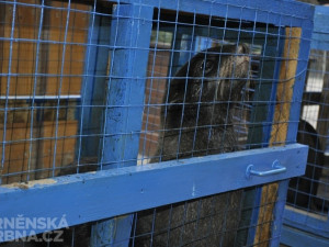 Lachtan čeká na vypuštění, foto: Brněnská Drbna, Anna Bromová