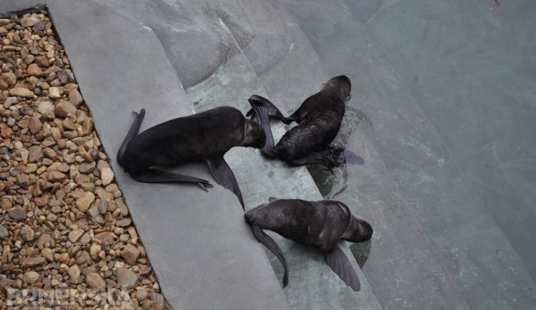Lachtani testují bazén, foto: Brněnská Drbna, Anna Bromová